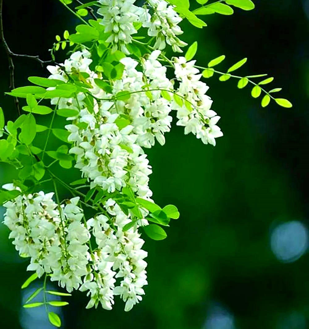 洋槐花